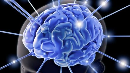 Физики узнали причину появлений извилин на коре головного мозга