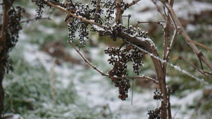 Виноград потрібно готувати до зимівлі