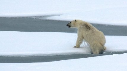  Найгірший рік Арктики: батьківщина білих ведмедів страждає від незвичайних лісових пожеж