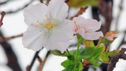 Жители Японии наслаждаются неожиданным осенним цветением сакуры (Видео)