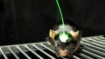 Корейские ученые создали дистанционно управляемых мышей