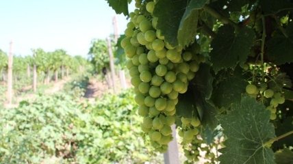 Полиция не нашла следов поджога виноградников французского винодела на Одесчине