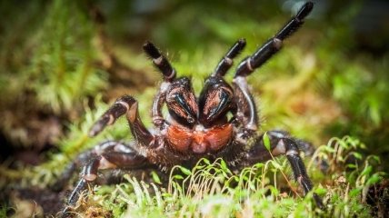 Все дело в самках: почему одни из самых опасных пауков в мире выработали свой убийственный яд