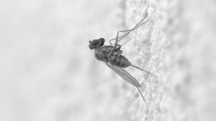 В Гондурасе объявлено чрезвычайное положение из-за комаров