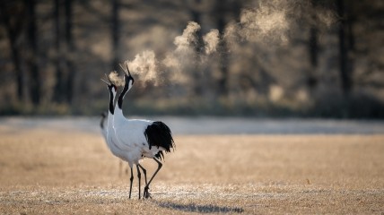 Если журавли 13 августа летят над головой, можно ждать мягкой зимы