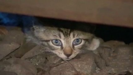 Итальянскому врачу KFOR грозит год тюрьмы за спасение кошки