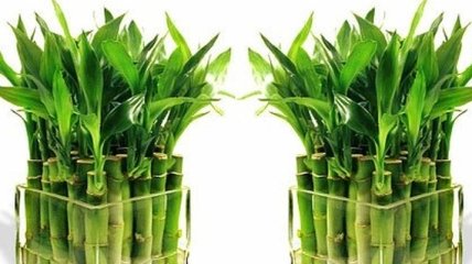 Комнатный бамбук - растение счастья и удачи