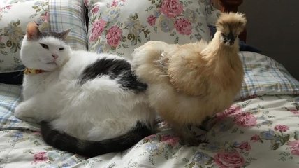 Инстаграм дня: кот-лентяй дружит с курочками, и хвастается своей шикарностью