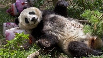 В зоопарке Сан-Диего на свет появился детеныш гигантской панды