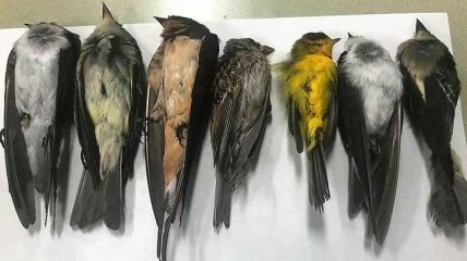 "Сотни тысяч и, возможно, даже миллионы": на юго-западе США массово гибнут перелетные птицы