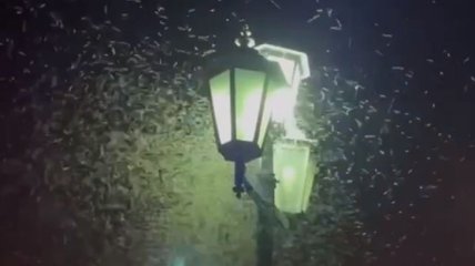 "Могут загрызть насмерть человека": полчище комаров в морпорту Одессы сняли на видео