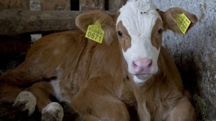 В Украине действует запрет на импорт скота из ряда стран ЕС