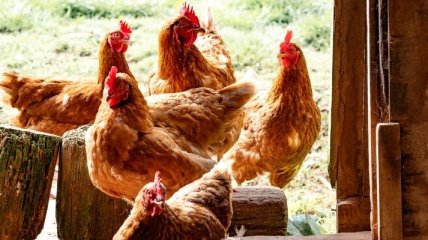 "Без антибиотиков": Крупнейший производитель курятины заявил, как новая програма повлияла на цены