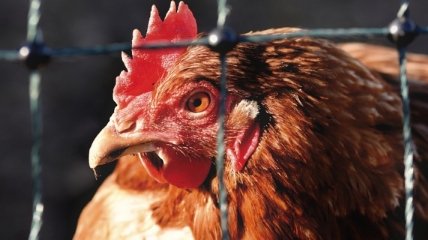 В Николаевской области в импортной курятине обнаружили сальмонеллу 