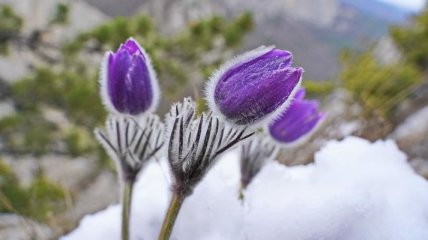 Яркие цветы на фоне снега: в сети показали сказочные фото весны в Крыму