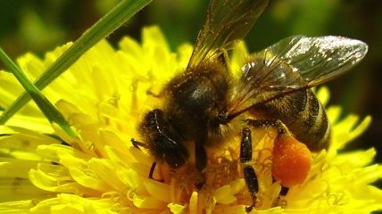 Ученые: Открыто четыре новых вида пчел  