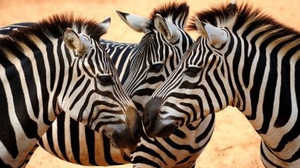 Почему зебры имеют такой окрас?