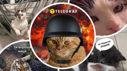 Смешные котики всегда поднимают настроение