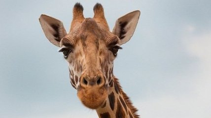 Необычный отель с жирафами в Африке (Фото)