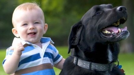 Ученые: Собаки защищают детей от респираторных заболеваний