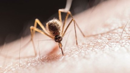 "Я тебя породил, я тебя и убью": ученые решили бороться с болезнями, передаваемыми комарами, с помощью - комаров