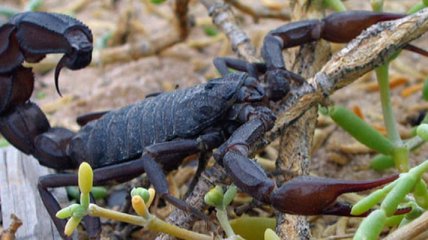 Опасная экзотика под ногами: в Кривом Роге возле больницы ползает скорпион (видео)