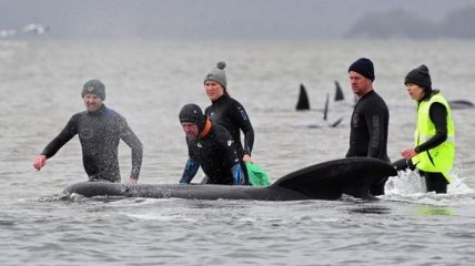 Выжили немногие: Австралия завершила операцию по спасению сотен черных дельфинов