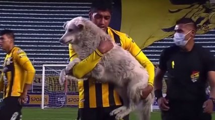 Собака стала звездой матча, похитив бутсу у футболиста (видео)
