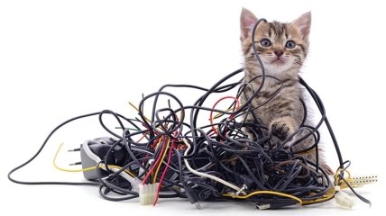 Поможет копеечное средство: как отучить кошку грызть провода