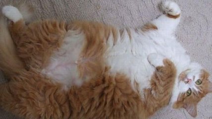 Кошки, лишней вес которых только делает их еще милее (Фото) 