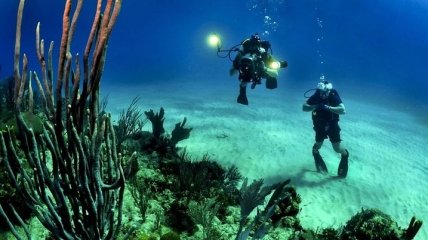Исследование глубоководных рифов: Ученые определили 195 видов кораллов