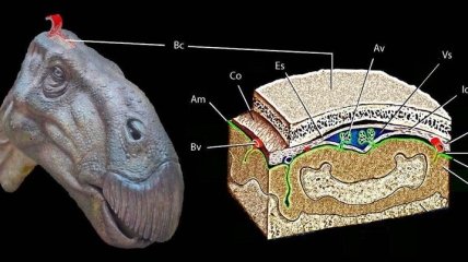 Палеонтологи впервые нашли мозг динозавра (Видео)