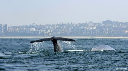 У побережья Канады погибли 9 синих китов