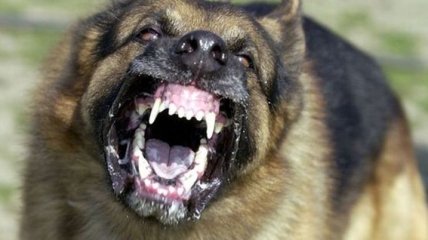 Самые опасные породы собак в мире (Фото) 