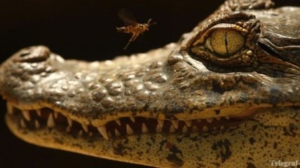 В Харьковской области нашли метрового крокодила