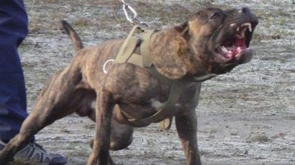 В Кропивницком мужчина натравил собаку бойцовской породы на прохожего 