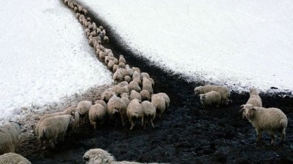 Простая и суровая жизнь пастухов в горах (Фото)