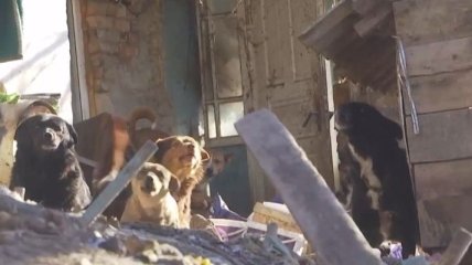 Владелицу «приюта» для собак нашли растерзанной на Виннитчине: с ней могли расправиться недоброжелатели