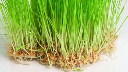 Полезные свойства проросшей пшеницы