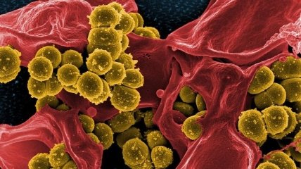 Бактерии модифицируют свои клеточные стенки и побеждают антибиотики: новое исследование
