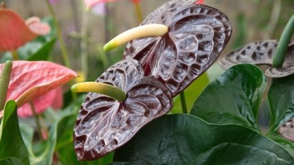 Антуриум – очень красивый "мужской" цветок