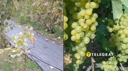 Агротканина у міжряддях виноградника: це просто і зручно