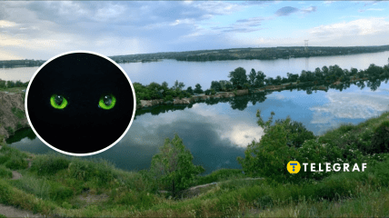 На Дніпропетровщині побачили небезпечного хижака