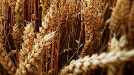 Правительство будет экспортировать пшеницу