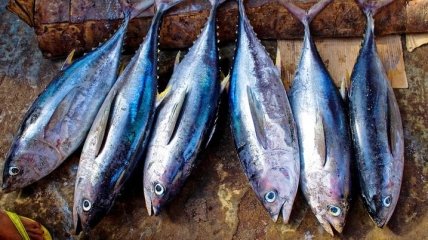 Заменит живых оценщиков: ИИ научили проверять качество рыбы