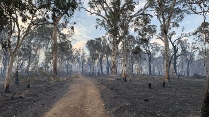 В Австралии третий день бушуют лесные пожары: уничтожены десятки домов (фото и видео)