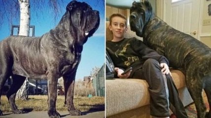 Двухметровый гигант: как выглядит самый большой щенок в мире (Фото)