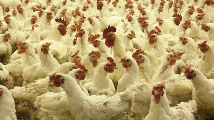 Украина с начала года увеличила экспорт мяса птицы