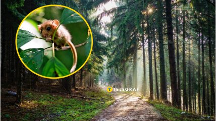 В одній з областей України побачили рідкісну ліщинову соню