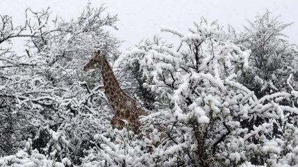 Жирафы и слоны в снегу: Африку накрыл аномальный холод